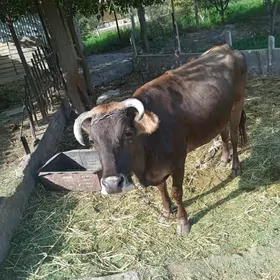 Sygyr