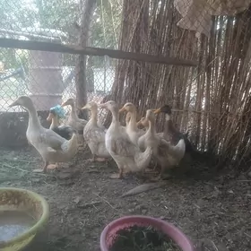 gak gak ordek