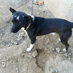 GÜJÜK ÇAGA 1 ỲAŞ