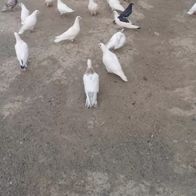 kepderi