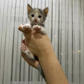 Отдам котёнка в добрые руки