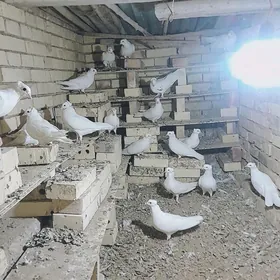 kepderi