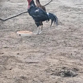 baysow