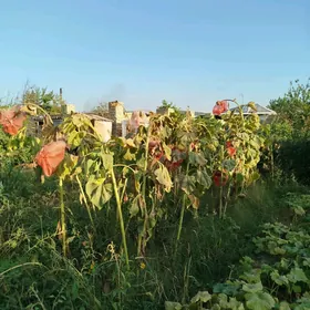 Satlyk daça