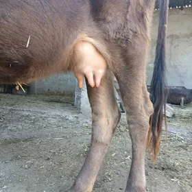 goleli sygyr