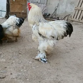 Brama yumurtga
