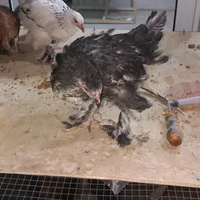 brama we balgar jüýjeler