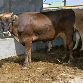 Tüwe semiz