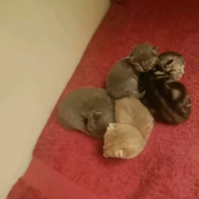 Котята вислоухие