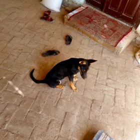 Arassa awçarka