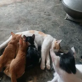 pisik cagalar erkek