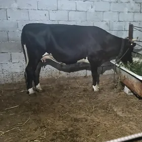 Göleli Sygyr