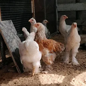 Tohum Lawanta & brama