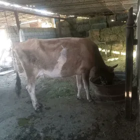 Bogaz sygyr