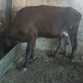 sygyr