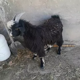 Козлик, Teke
