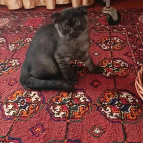 Шотландские котята