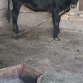 göle gulajyn