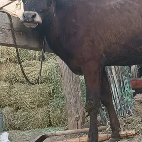 Öküz