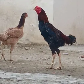 baysok