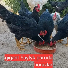 Gigant jersiy horazlar