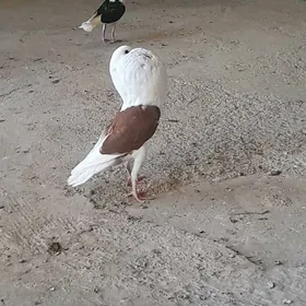 кепдери