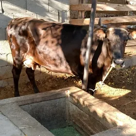 Göleli sygyr