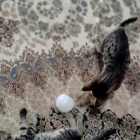 Котенки