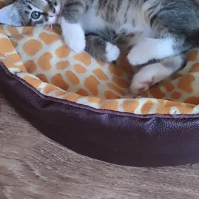 котенок