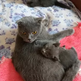 шотландские котята