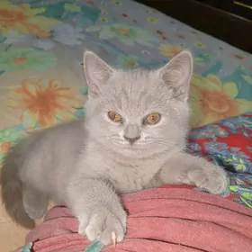 шотландский мальчик