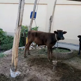 Окузчелер