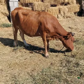sygyr