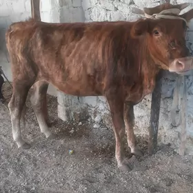 semiz gacar