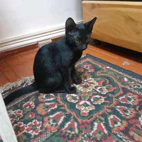 pişik gara
