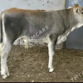 Arassa siwet
