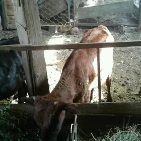 okuzce