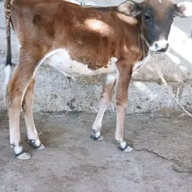 Öküzçe