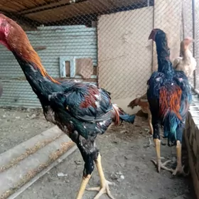 paroda