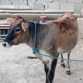 şwes tüwe