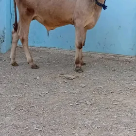 siwes ökuz