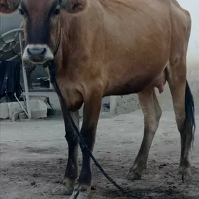 göleli sygyr
