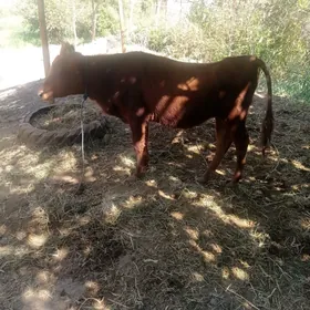 öküz