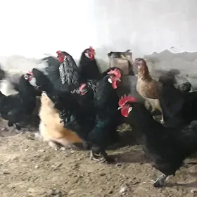 Towuk juyje balakly sorty gowy