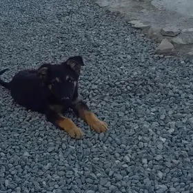 awçarka