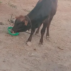 öküz