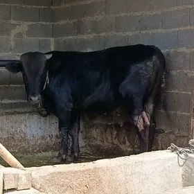 okuz 3 sani sygyr 1 sani