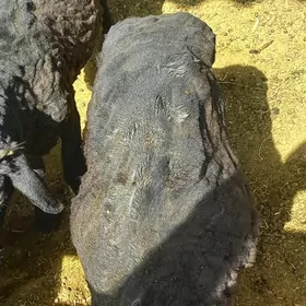 tokli.