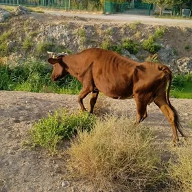 gysyrsygyr