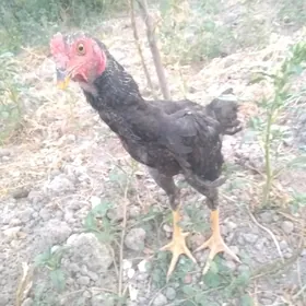 şamo